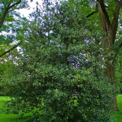 Ilex aquifolium